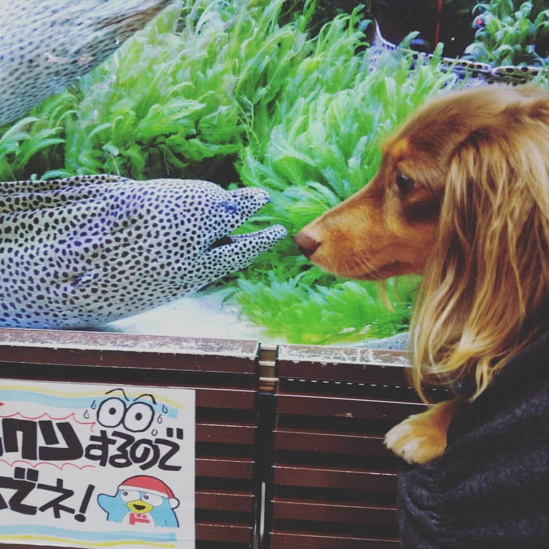 くるみんさんのインスタグラム写真 - (くるみんInstagram)「ドンキホーテ中目黒の店外にある巨大な水槽にウツボが！ 遠近法でチュ💓  #カニンヘンダックス #カニンヘンダックスフント #カニンヘン #カニンヘンダックスフンド #チョコタン #ワンコなしでは生きて行けません会 #わんこなしでは生きていけません会 #いぬばか部 #短足部 #dachs #dachshund #dogstagram #dog #east_dog_japan #instadachs #instagramdogs #inu #inustagram #kyounodachs #kyounowanko #pecoいぬ部 #todayswanko #wanko #7pets_1day #いぬ #わんこ #ドンキホーテ #だっくす #だっくすふんど」10月12日 8時14分 - michirumugiazu