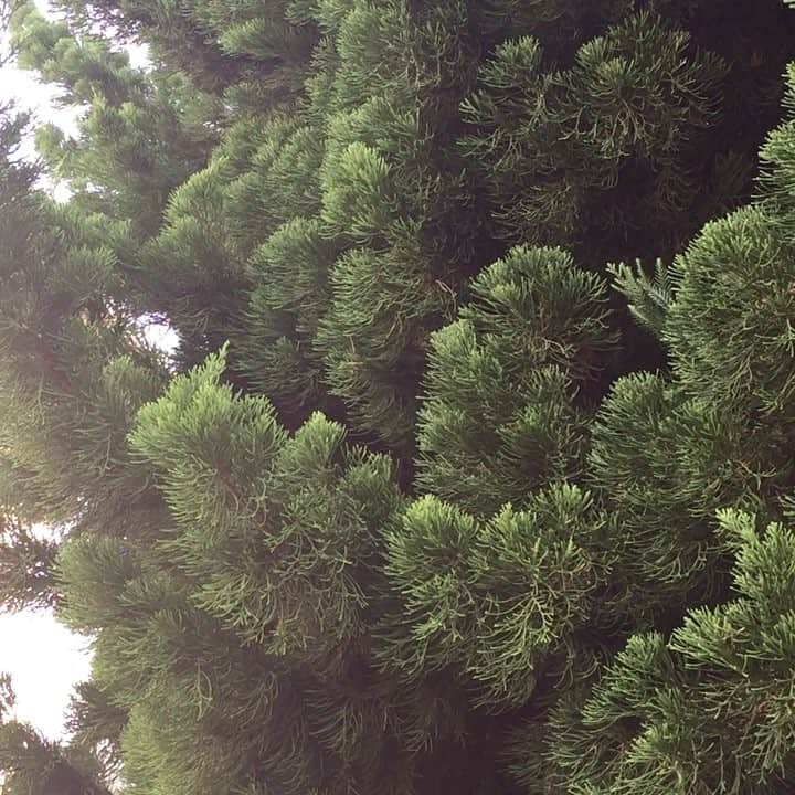 前川清のインスタグラム
