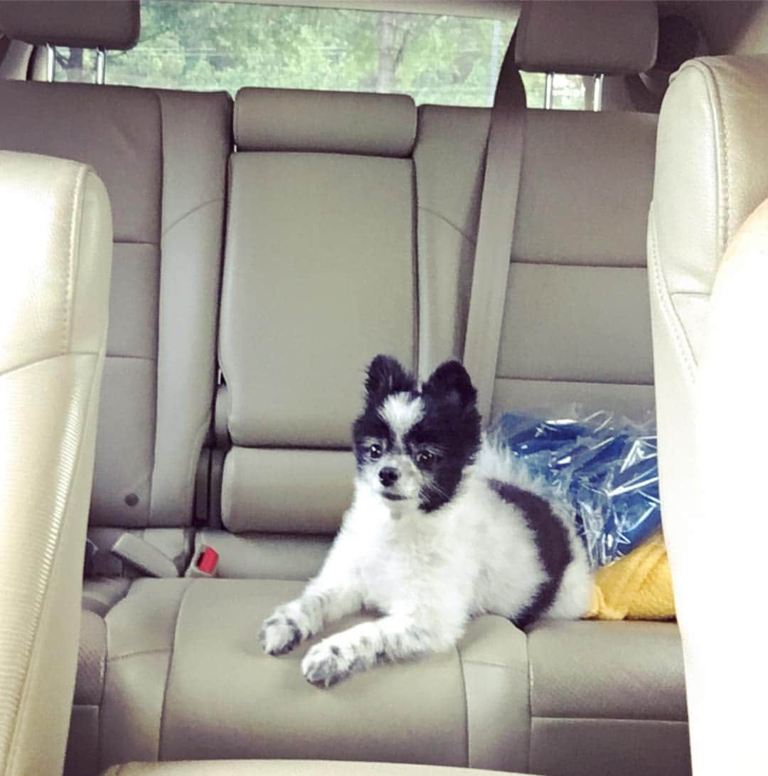 Meekoのインスタグラム：「Backseat riding my way to Starbucks today! What are you guys up to?? #puppachino #thirstythursday」