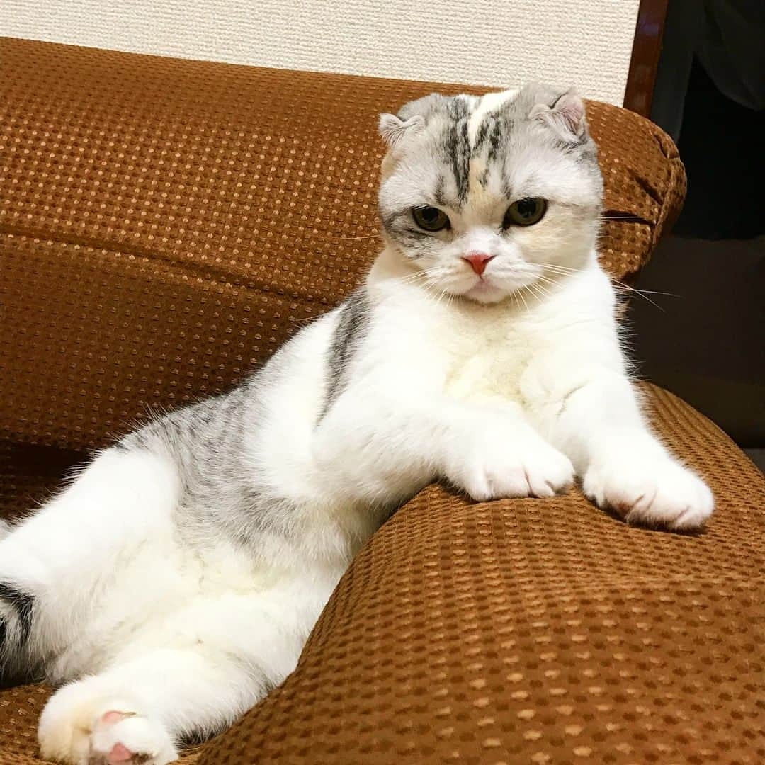 ⁽⁽◝( ˙ ꒳ ˙ )◜⁾⁾のインスタグラム：「こんばんにゃ😸⭐️ 新しくソファーを買いました🛋 なぜかというと、前に使ってたビーズクッションに何度か粗相しちゃったのです🙀 ビーズの感触がトイレの砂に似てるのかもしれないですね😓 今度のソファーは早々慣れてちょこんと座ってとっても可愛い❤️ もう粗相しないでね😋 🐾 #ぺろり猫#猫#ペコねこ部#スコティッシュフォールド#cat#scottishfold#catlover#catstagram」