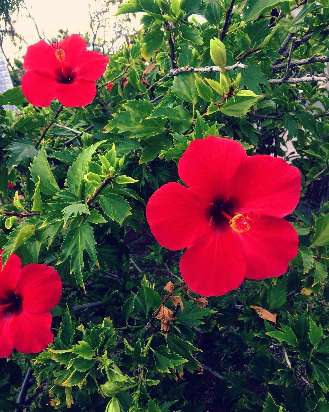 上本昌代さんのインスタグラム写真 - (上本昌代Instagram)「雨☔️だし骨折だし。。。あ〜どこか行きたいな😫 #🌺 #雨 #骨折生活 #どこか行きたい #flowers #🕊」10月13日 17時17分 - masayomai