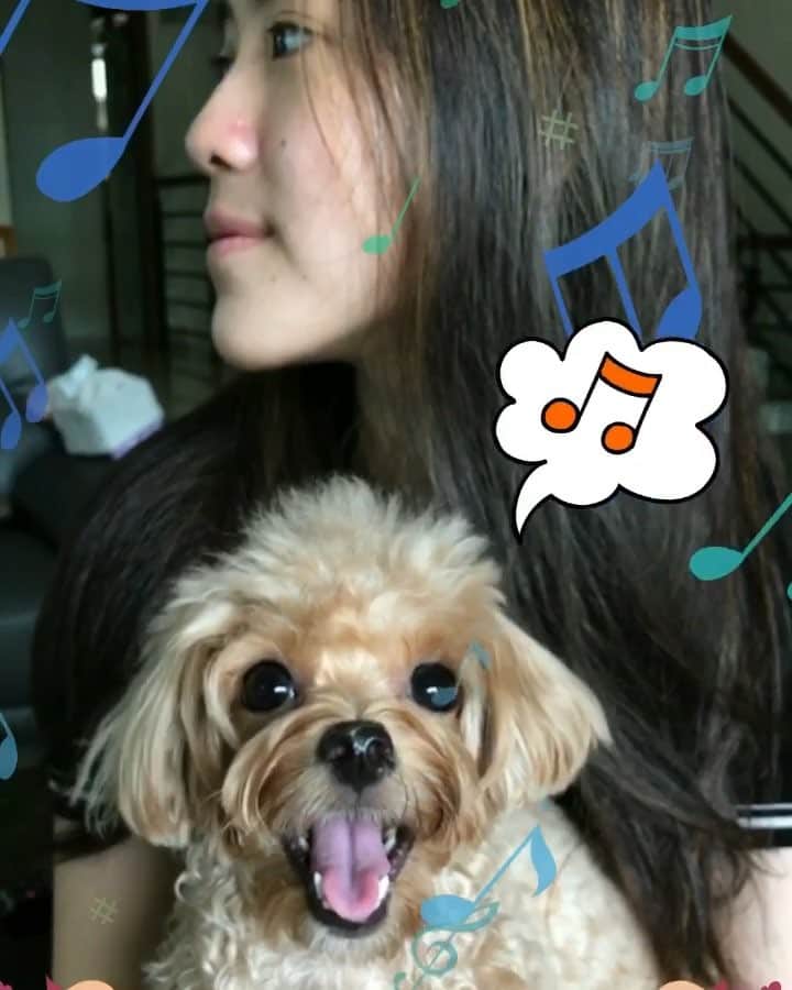 Ⓜ️їк◎ みこ 미코 ? Dogsのインスタグラム：「《Volume required 🎶 》 Happy 🎉 Birthday 🎂 to my big sissy.  Sorry my post comes a bit late but hope you will stay happy 😃 always, just like in the last part of this video❣️😂 Ruff you 💋🙆🏼💋 #HappyBirthday . ٩(๑′∀ ‵๑)۶•*¨*•.¸¸♪ 📆〔13Oct2017〕 #maltipoosofinstagram #dogs #maltipoo #maltese #toypoodle #ワンコ #わんこ #犬 #いぬ #トイプードル #dogsoftheday #poodlesofficial #poodle #puppylove #petfancy#furball #sgpet #poodleclub #poodleclubsg #furbabies #furballs #fluffypack #puppiesforall #pawsomepoodles #singaporedogs #개 #푸들」