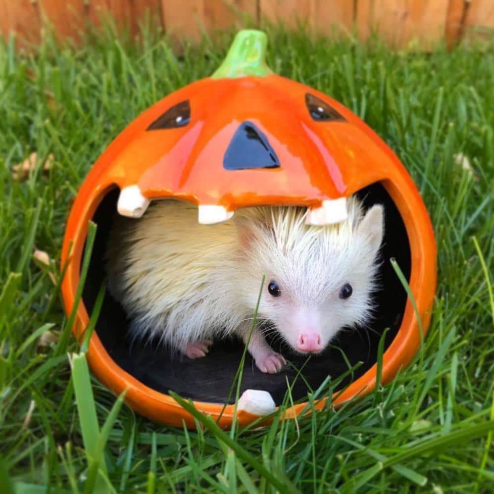 ハフのインスタグラム：「Happy #fridaythe13th from this lil’ Fluff-O-Lantern! 🖤」