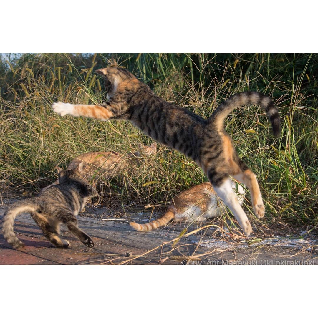 Masayukiさんのインスタグラム写真 - (MasayukiInstagram)「ジャンプ一番っ！！ #cat #ねこ #必死すぎるネコ」10月14日 15時51分 - okirakuoki