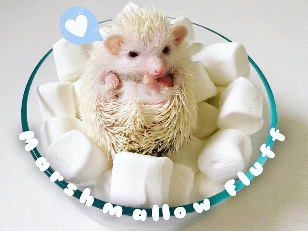 ハフのインスタグラム：「Happy #gotchaday lil’ Marshmallow Fluff! 🎉 Since we brought you home a year ago, you have been the sweetest, most curious, and cuddly hedgehog. “Sometimes the smallest things take up the most room in your heart”. 💙」