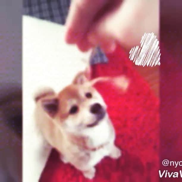 Hanamichi ＆ ℕㆁℜ〡ｋㆁ♡のインスタグラム：「#2010 #ちびはな #やんちゃ #思い出 #柴犬 #しばいぬ #子犬 #わんこ #dog #shiba #puppy #love #cute #puppystagram #dogoftheday #shibainu #shibababy」