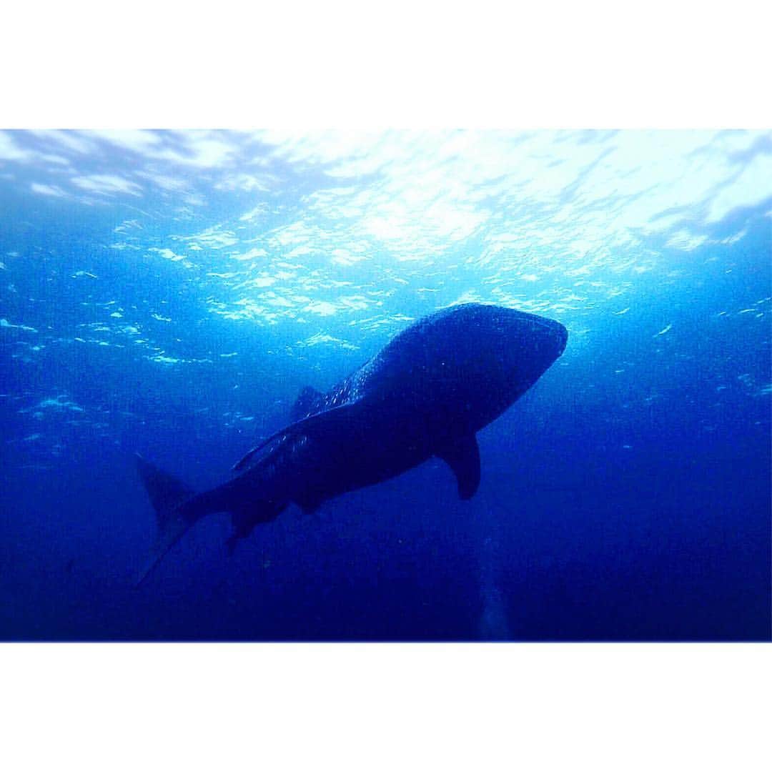 小倉星羅さんのインスタグラム写真 - (小倉星羅Instagram)「自分で撮ったジンベエザメ🦈 下手過ぎる…笑 #ダイビング #Diving #ジンベエザメ」10月15日 16時19分 - seira_ogura