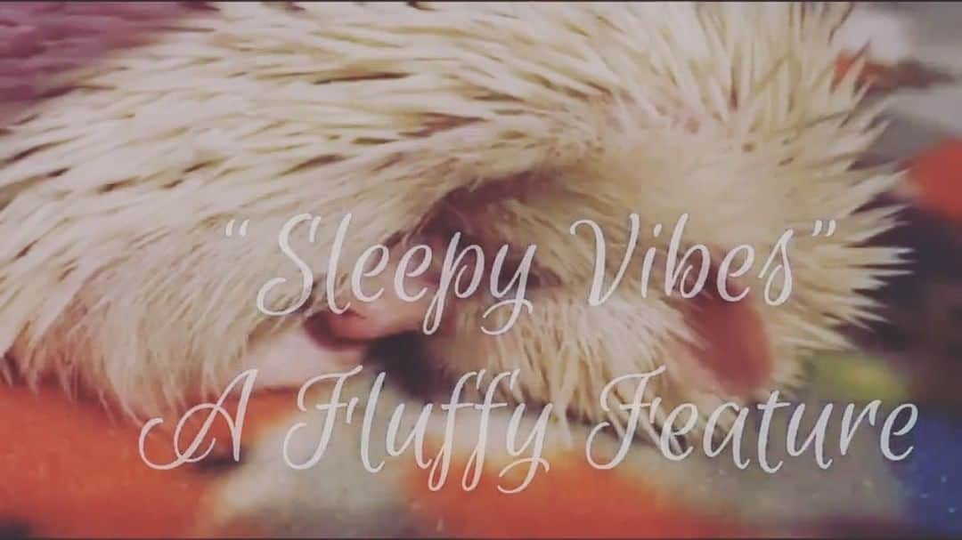 ハフのインスタグラム：「Relax & take a Sunday snooze... 💤 (Those little dream twitches tho!) 💙🌊🔈」