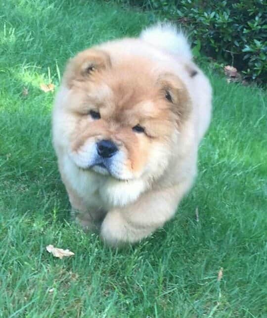 CHOWSTAGRAM CHoW CHoW PuPPieSのインスタグラム：「PHoTo : @Noe_CHoW」