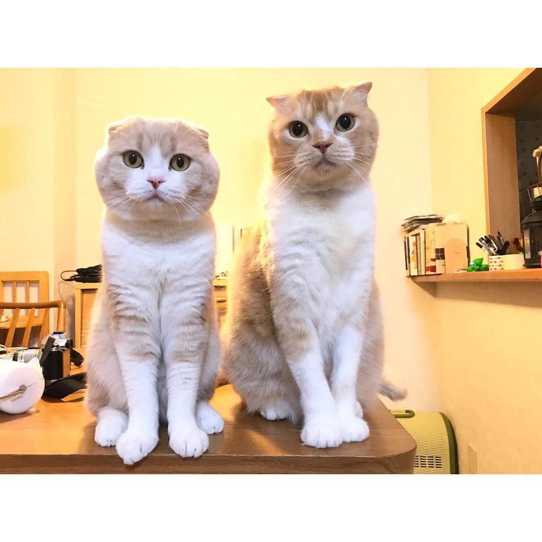 lemongeのインスタグラム：「おはよう🐾 . こんなにいい顔する時は 何かで釣っている時です。 ぱぴこ おたふくかな？ 今週もゆるりゆるりと 参りましょう 楽しい1日を！ . Good morning Have a good day!!🐾👋🏼 . 🍋 & 🐈🐈」