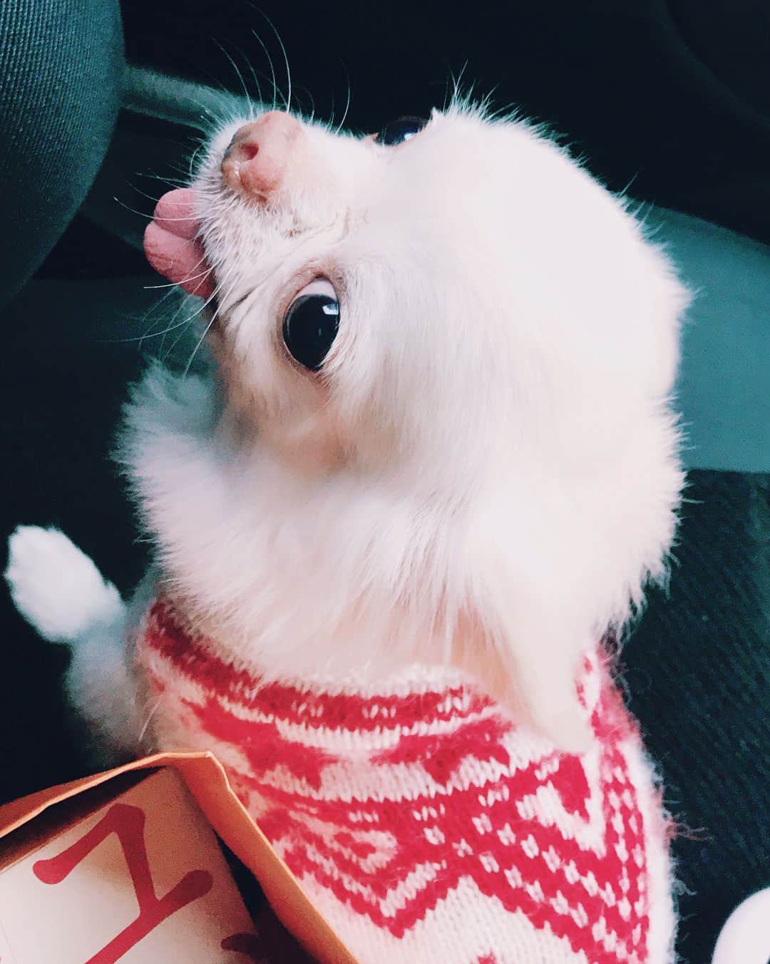 Robert de Boronのインスタグラム：「‪ぶーちゃんが遊びに来た🐶🐶ルークと仲良し✨‬」