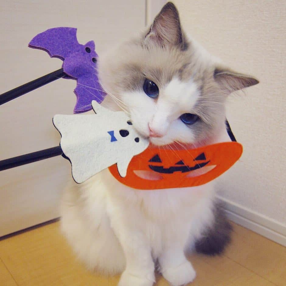 ポテトのインスタグラム：「あむっ😝 Trick or Treat🎃👻😈🍕🍭🍬 ＼トリック オア いいねしてにゃ!／ 今だけおトク★ハロウィン860円オフクーポンをココからGETしてレッツパーリニャイト♪ ▼▼▼ @pizza_hut_japan #ピザハットニャンバサダー の投稿も待ってるにゃ～★ #ピザキャットハロウィン #ピザキャット #ragdoll #ragdollcat #ragdollsofinstagram #instaragdoll #instacat #instagramcats #catsofinstagram #catlove #adorable #aww #pet #cat #neko #ラグドール #猫 #ネコ #ねこ #ねこ部」