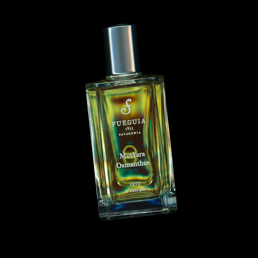 Fueguia Japanのインスタグラム：「Muskara Osmanthus （ムスカラ オスマンサス）  FAMILY: Floral - Fruity  KEY NOTE: 1. Pheromone Family 2. Osmanthus Fragrans  EDITION : I-XVII  中国から最高峰の銀木犀を贅沢に使用。 オスマンサスの濃厚な香りは、あなたの妖艶な魅力を引き出す。  発売日：2017年10月27日（金）#fueguia @fueguia1833#pheromones#limitededition#naturalperfumes @julianbedel #osmanthus」