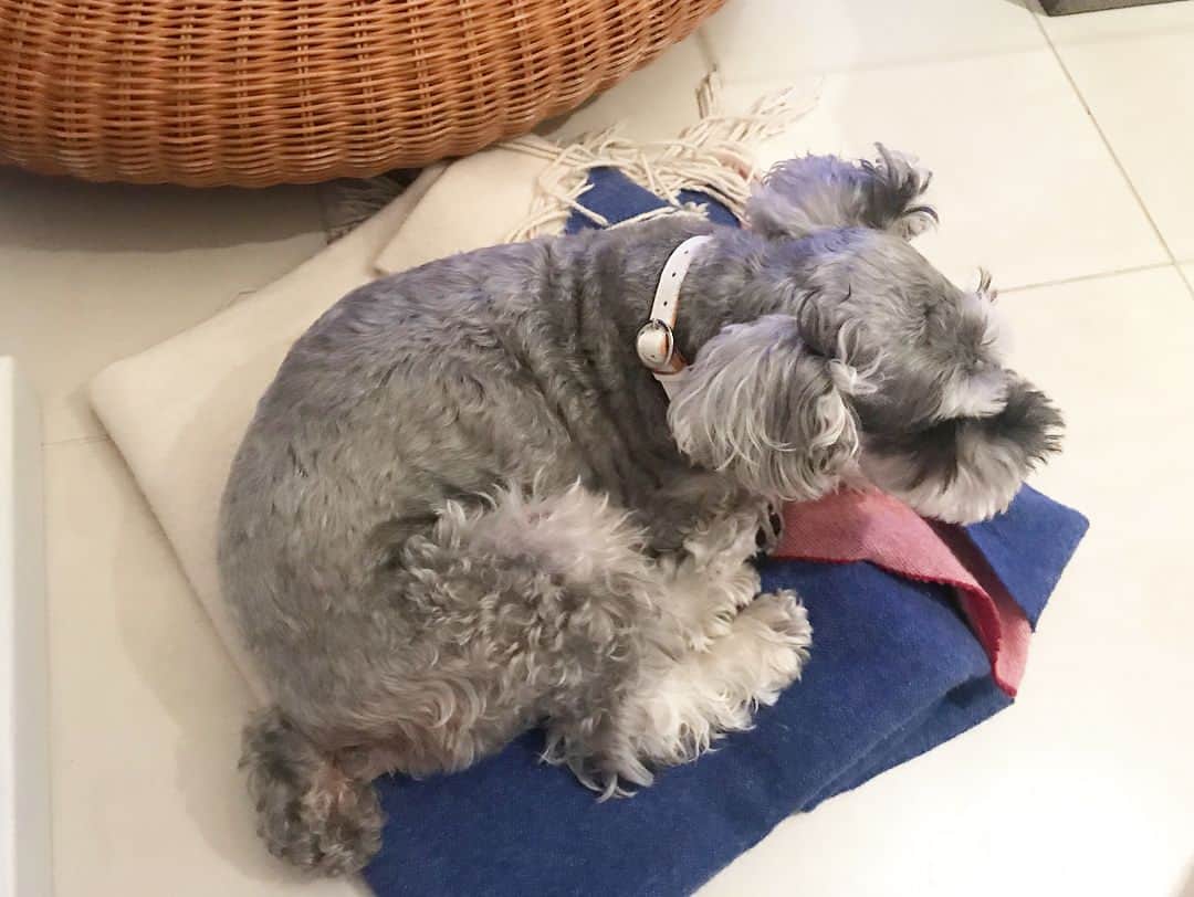 大日方久美子さんのインスタグラム写真 - (大日方久美子Instagram)「・ ・ 思い思いの場所で寝ている3匹🐶 ・  今日は #保護犬vivienne が家族になった記念に 首輪を新調しました。 ・ 前回新調したのは #保護犬JIRO が家族になった時。 ・ それぞれのイメージカラーでお揃いにして自己満足🤤✨ ・ ・ #保護犬」10月16日 21時42分 - kumi511976