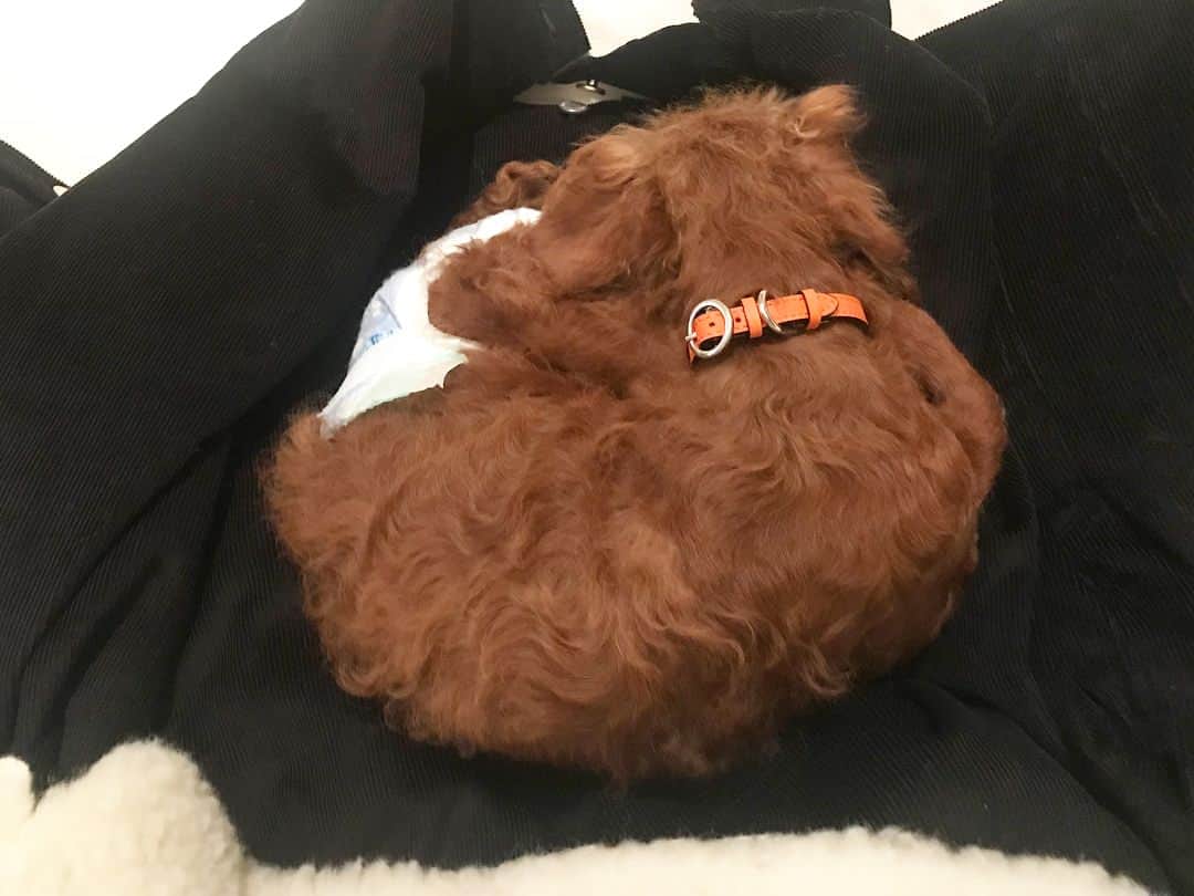 大日方久美子さんのインスタグラム写真 - (大日方久美子Instagram)「・ ・ 思い思いの場所で寝ている3匹🐶 ・  今日は #保護犬vivienne が家族になった記念に 首輪を新調しました。 ・ 前回新調したのは #保護犬JIRO が家族になった時。 ・ それぞれのイメージカラーでお揃いにして自己満足🤤✨ ・ ・ #保護犬」10月16日 21時42分 - kumi511976