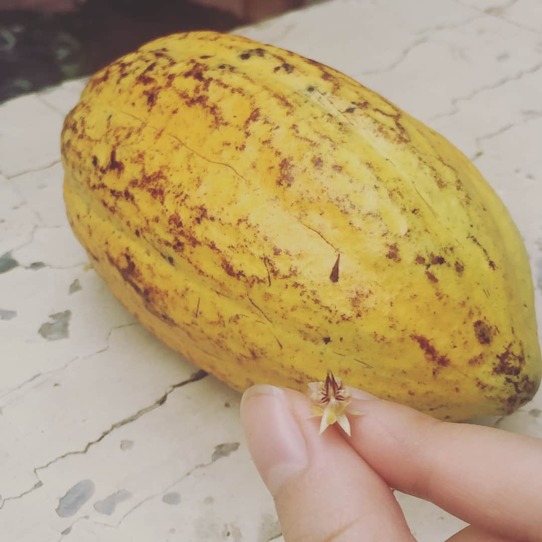 矢島里佳のインスタグラム：「Philippines Cacao. Very fresh. Yummy!! #Philippines #cacao #フィリピン #カカオ」