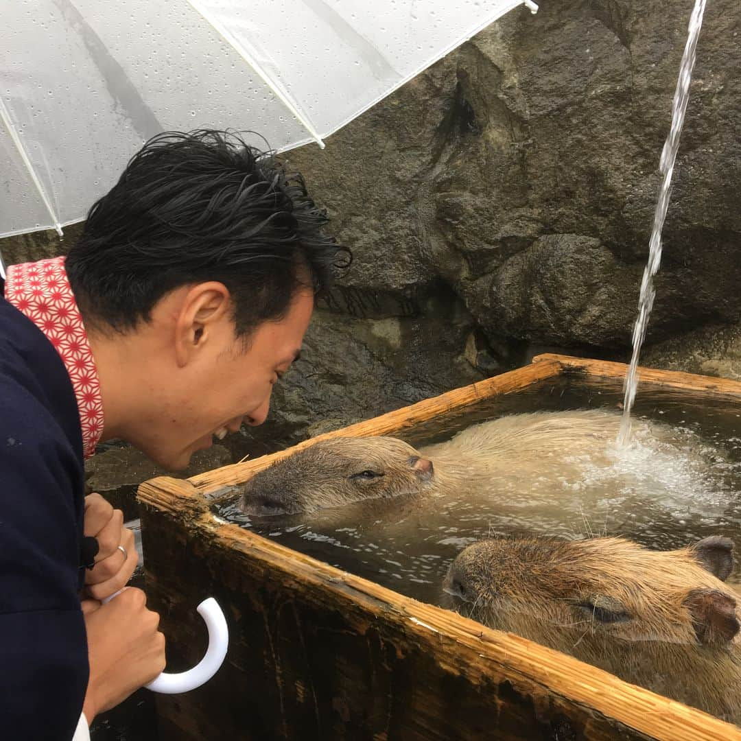 木村拓也さんのインスタグラム写真 - (木村拓也Instagram)「先日、栃木県那須どうぶつ王国に取材に行った時の一コマです。カピバラが温泉に浸かっている姿が可愛すぎます〜！♨️ #栃木 #那須 #どうぶつ王国 #カピバラ #温泉 #最近冷え込んでいるので #そろそろ僕も #温泉に行きたいです #温泉が好きすぎて #温泉の資格を取った大学時代 #温泉観光士 #温シェルジェ」10月17日 13時48分 - takuya.kimura0801