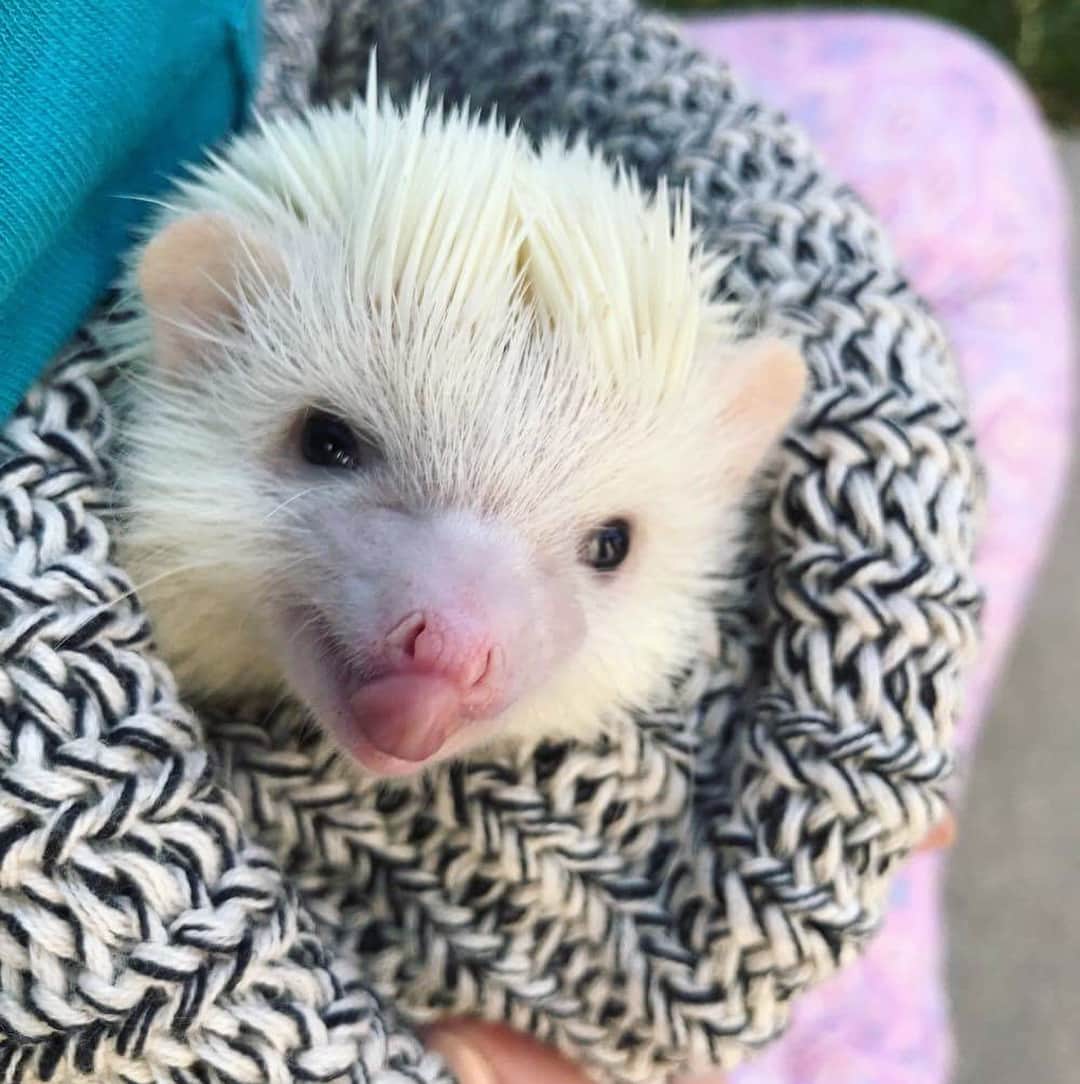 ハフのインスタグラム：「Feeling silly, chilly and quilly! 👅 #tongueouttuesday」
