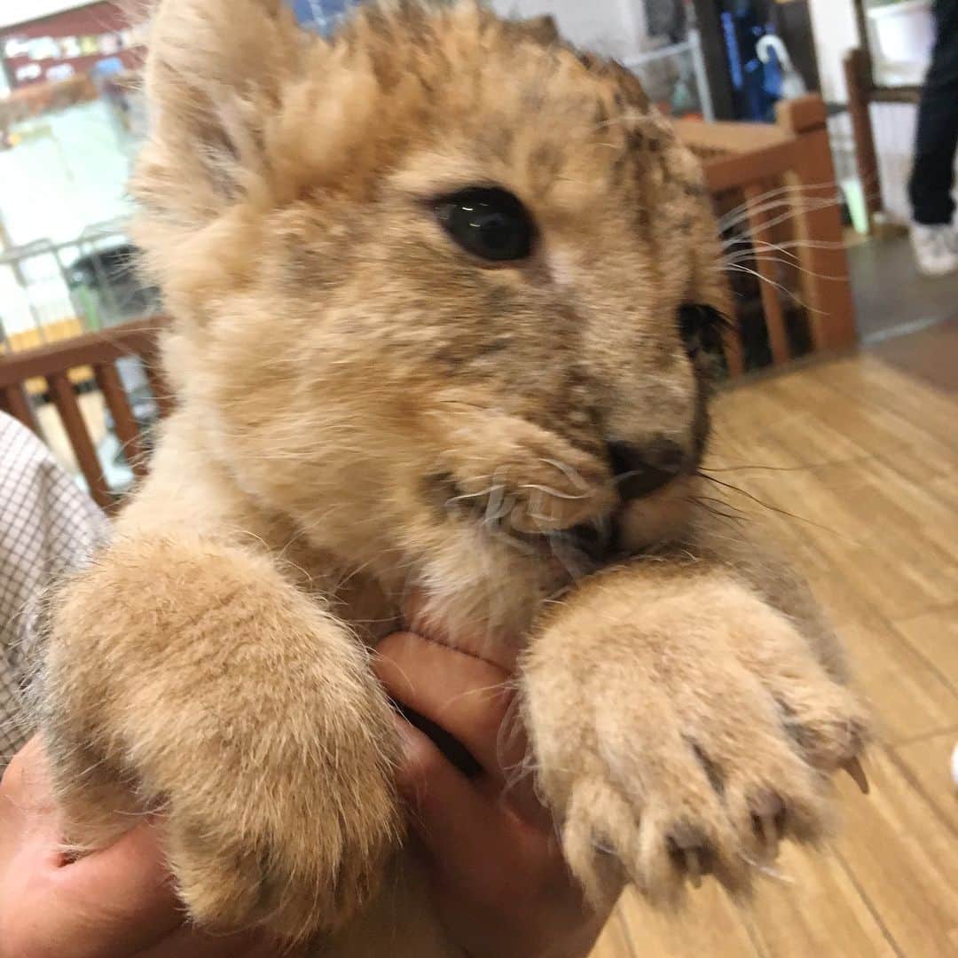 菅沼ゆり（ゆりっぱ）さんのインスタグラム写真 - (菅沼ゆり（ゆりっぱ）Instagram)「sooo cute baby 🍼🐯♡ ライオンの赤ちゃん抱っこっこ体験。アニマルバスに乗って間近で動物に餌やれたり、赤ちゃん抱っこ体験は初めて。超、かわいかった☺︎ 大分たのし〜〜！ #アフリカンサファリ  #大分 #jetstar  #旅部」10月17日 20時23分 - yurippa93