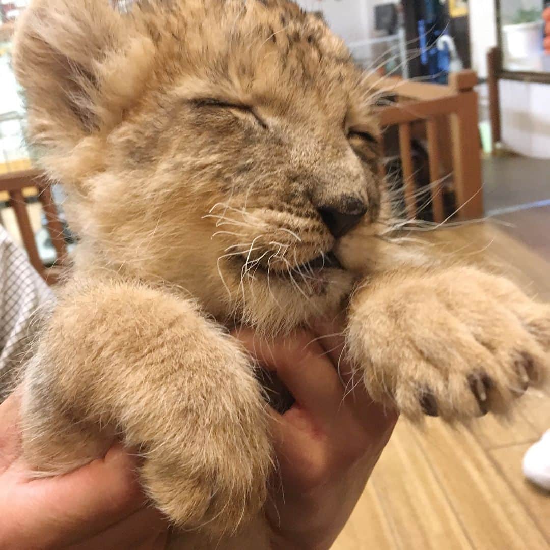 菅沼ゆり（ゆりっぱ）さんのインスタグラム写真 - (菅沼ゆり（ゆりっぱ）Instagram)「sooo cute baby 🍼🐯♡ ライオンの赤ちゃん抱っこっこ体験。アニマルバスに乗って間近で動物に餌やれたり、赤ちゃん抱っこ体験は初めて。超、かわいかった☺︎ 大分たのし〜〜！ #アフリカンサファリ  #大分 #jetstar  #旅部」10月17日 20時23分 - yurippa93