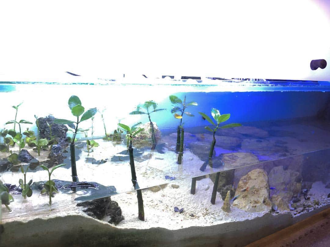 渡辺俊介さんのインスタグラム写真 - (渡辺俊介Instagram)「#マングローブ 成長が早い！ #海水水槽 #やどかり #アクアリウム #ゼンスイ #水槽レイアウト #マリンアクアリウム」10月17日 20時57分 - wata_submarine