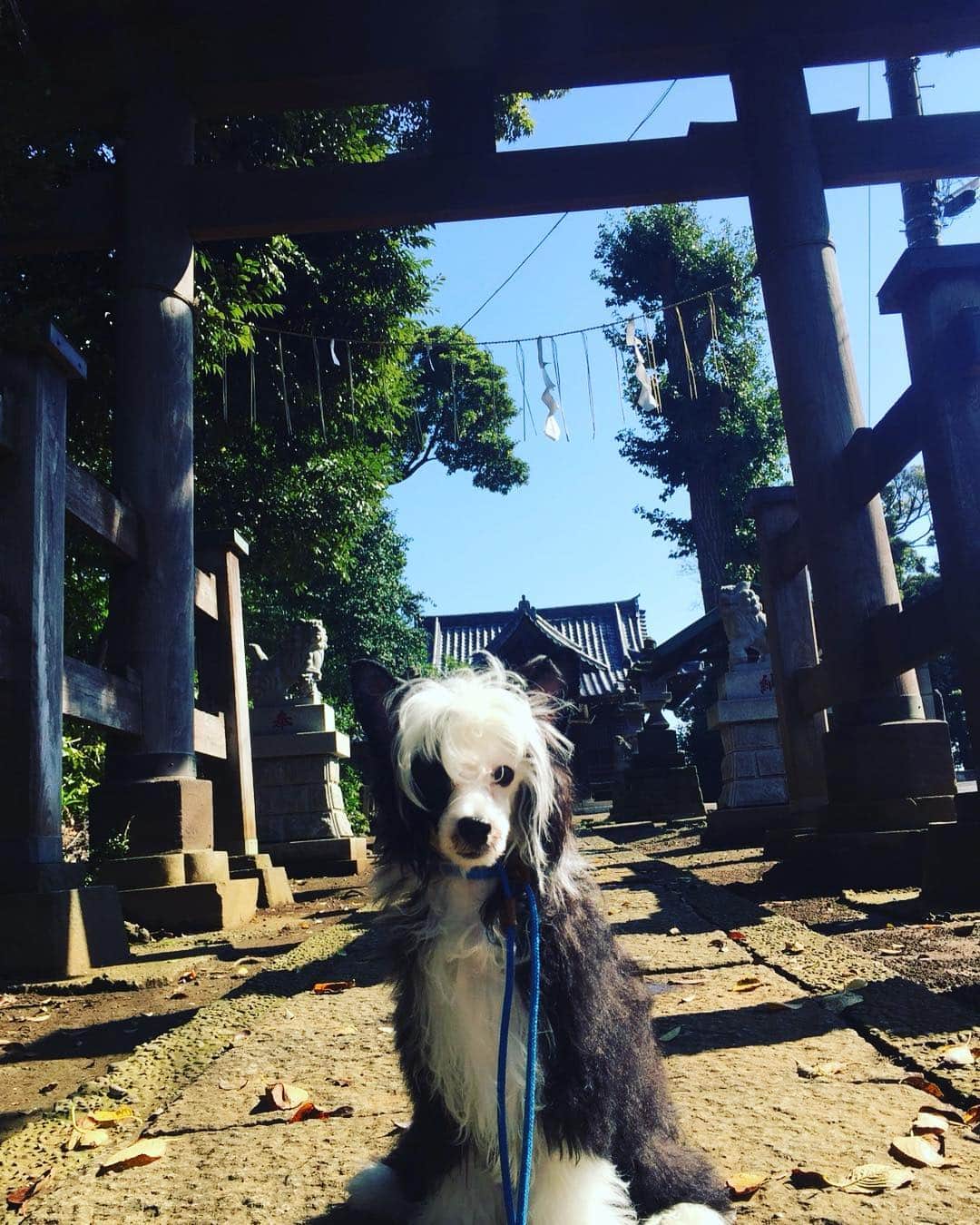 藤沢文翁さんのインスタグラム写真 - (藤沢文翁Instagram)「狛犬っぽい。健在 友達の警察犬訓練所でトレーニング中  http://www.dogschool.co.jp」10月18日 10時44分 - fujisawabun_o