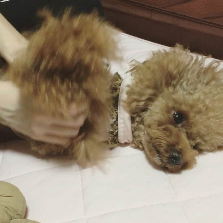 米本紗弥香のインスタグラム：「眠すぎて溶けそう♡  Dancingノコ♪  #decendant #disney #disneychannel #pet #toypoodle #red #dancingpoodle #noko #ディセンダント #ディズニーチャンネル #トイプードル #yonesaya #yonemotosayaka #米本さやか」