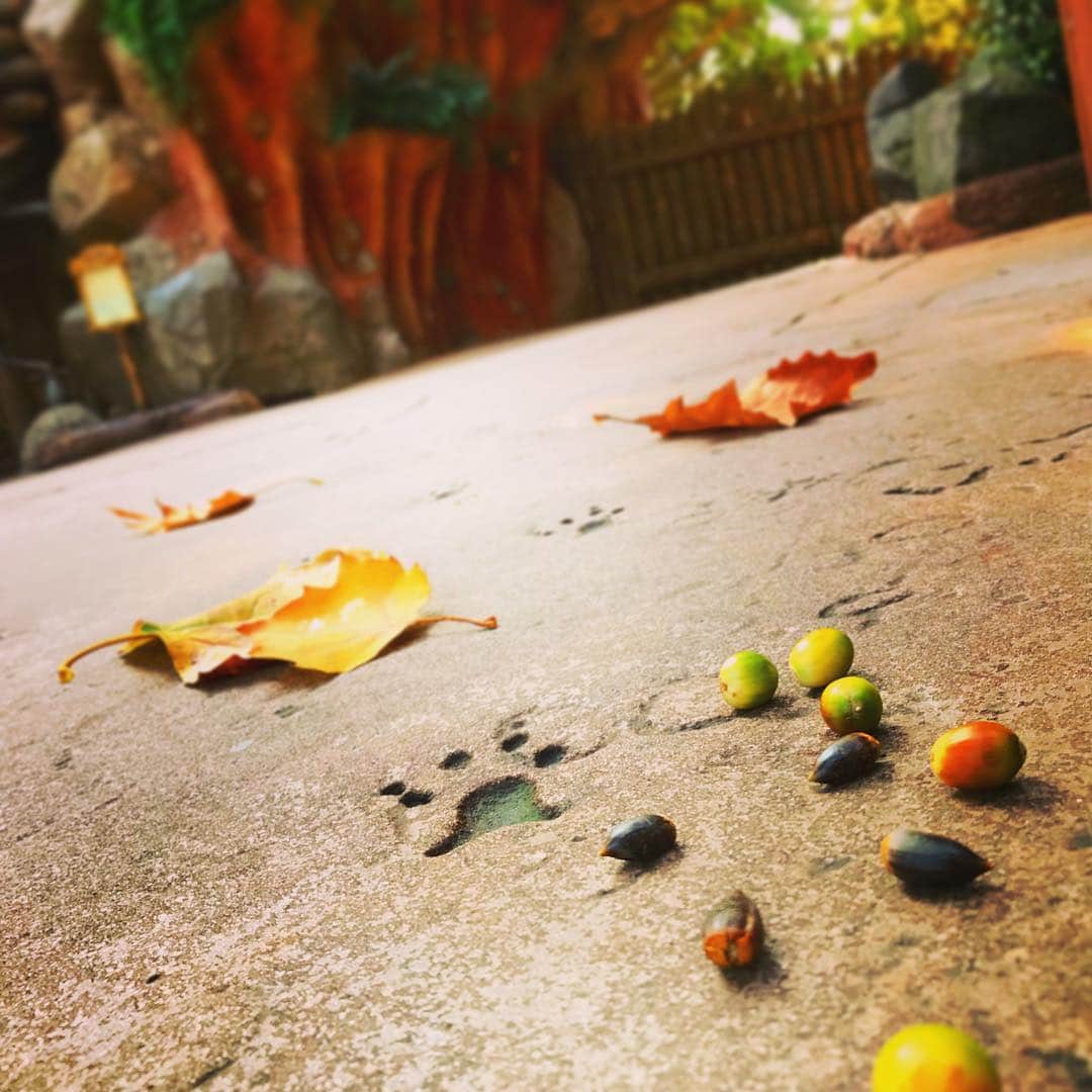 東京ディズニーリゾートさんのインスタグラム写真 - (東京ディズニーリゾートInstagram)「Autumn is coming. 誰かが木の実を落としたのかなぁ🌰🍂 #crittercountry  #tokyodisneyland #tokyodisneyresort #autumn #leaves #acorn #fallleaves #小さい秋 #どんぐり #落ち葉 #足跡 #クリッターカントリー #東京ディズニーランド #東京ディズニーリゾート」10月18日 16時52分 - tokyodisneyresort_official