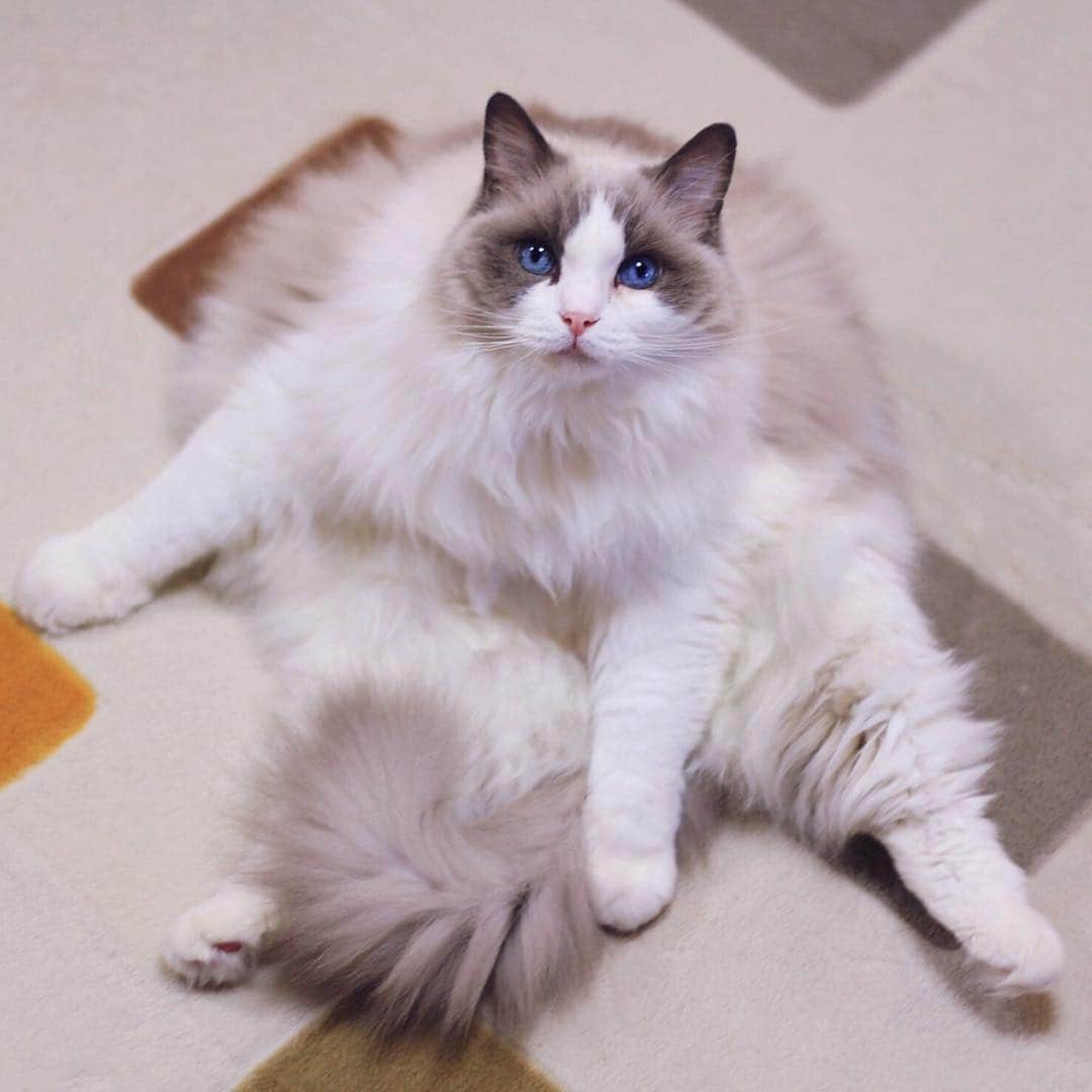 アンナのインスタグラム：「#cat #ragdoll #ragdollcat #neko #ネコ #ねこ #猫 #ラグドール」