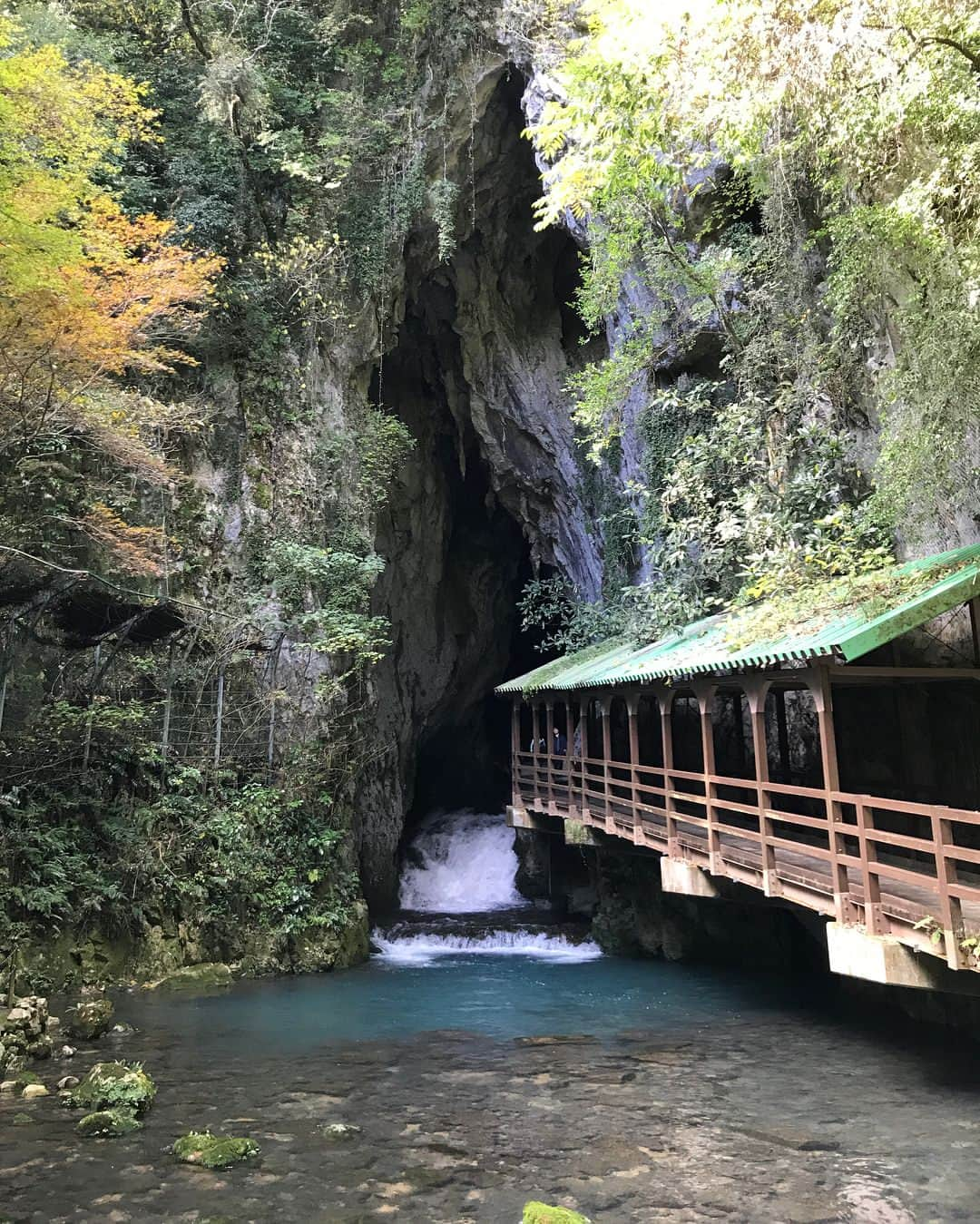 雛月乙葉さんのインスタグラム写真 - (雛月乙葉Instagram)「初めて旅行で山口県に行って参りました🍁  素晴らしい名所の数々を周る秋の旅は最高でした‼️ 人生初の鍾乳洞は2箇所行きましたが色々凄過ぎて感動しているのにも関わらず、ボキャブラリーの無さから最後までセットみたいだわ〜ととぼけた感想を言っていましたが、改めて自然の力の偉大さには敵わないなと感じました。 某G先輩の故郷ということで実行されたこの旅✨全国ツアーで行ったぶりでしたが、山口県が大好きになりました‼️ #山口県#周南からの最西端#からの新岩国#ザッとした説明笑#山賊#鍾乳洞#動物園からの#サファリパーク」11月2日 23時02分 - h.ayano.m