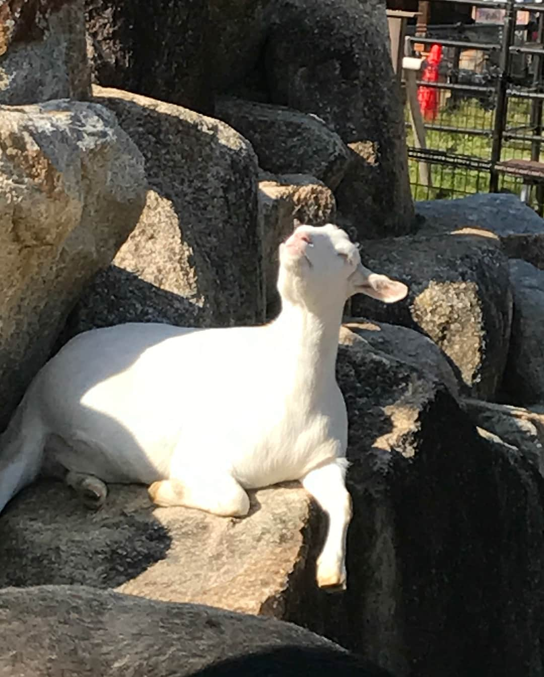 雛月乙葉さんのインスタグラム写真 - (雛月乙葉Instagram)「初めて旅行で山口県に行って参りました🍁  素晴らしい名所の数々を周る秋の旅は最高でした‼️ 人生初の鍾乳洞は2箇所行きましたが色々凄過ぎて感動しているのにも関わらず、ボキャブラリーの無さから最後までセットみたいだわ〜ととぼけた感想を言っていましたが、改めて自然の力の偉大さには敵わないなと感じました。 某G先輩の故郷ということで実行されたこの旅✨全国ツアーで行ったぶりでしたが、山口県が大好きになりました‼️ #山口県#周南からの最西端#からの新岩国#ザッとした説明笑#山賊#鍾乳洞#動物園からの#サファリパーク」11月2日 23時02分 - h.ayano.m