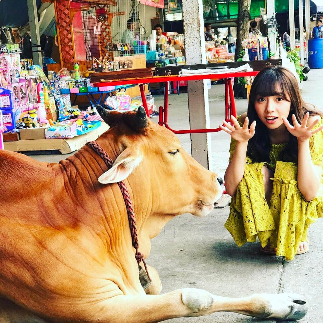 のインスタグラム：「まいちゅん写真集の旅(20) バンコクから車で約2時間。巨大なピンクガネーシャのある寺院の参道には、出店がいっぱい立ち並んでいました。その中で、一際異彩を放っていたのが、牛2頭。長い睫毛の牛を恐る恐る撫でるまいちゅんですが、つぶらな瞳に癒されていました^_^  #乃木坂 #タイ  #バンコク  #オールナイトニッポン０」