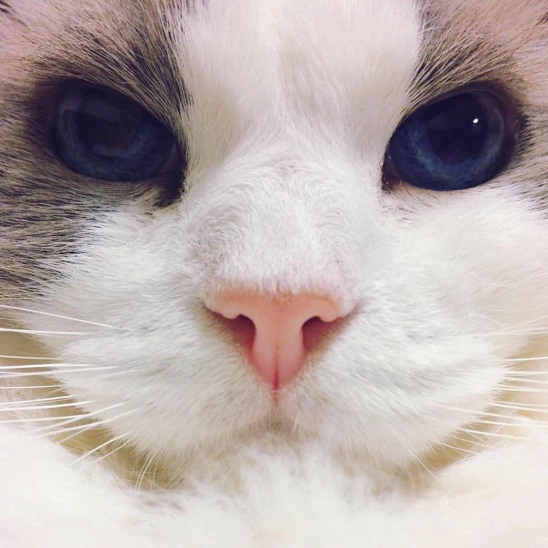 のインスタグラム：「#cat #ragdoll #ragdollcat #neko #ネコ #ねこ #猫 #ラグドール」
