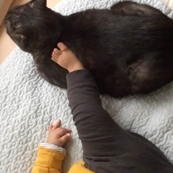 服部円のインスタグラム：「気持ちいいよね、ソレ☺️ #スー吉 #まど吉 #猫と赤ちゃん @mado.kids」