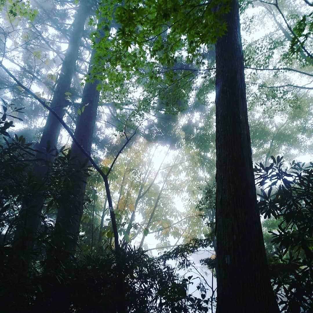 甲斐まり恵さんのインスタグラム写真 - (甲斐まり恵Instagram)「比叡山に来ることができました。 感謝！  #比叡山 #御神木#感謝#霧」10月20日 1時30分 - marie_kai_0613
