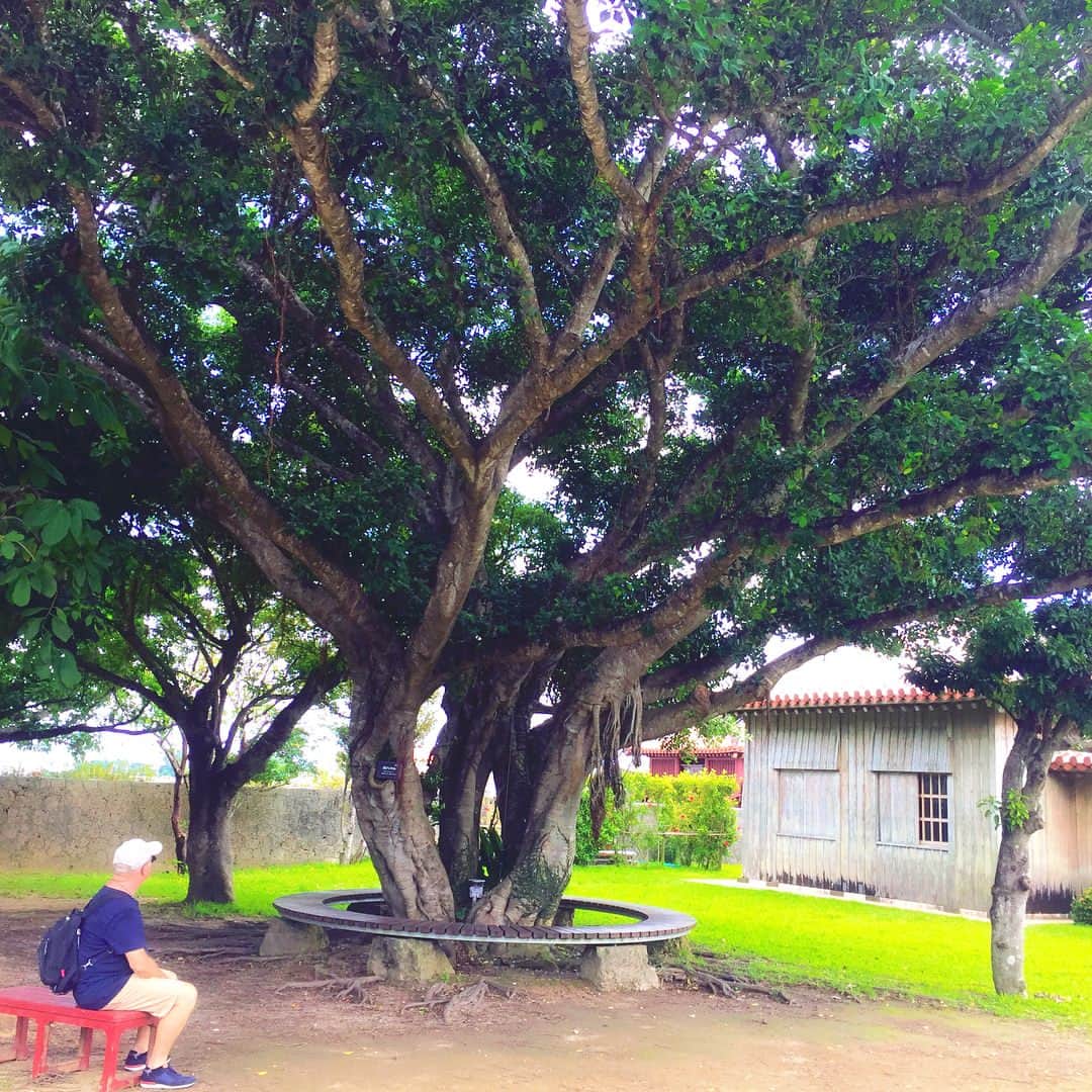 神ユキさんのインスタグラム写真 - (神ユキInstagram)「大きなガジュマルの樹🌳  平和✨🌏✨ #2017 #summer #Shurijyo #LOVE＆PEACE」10月19日 21時14分 - jinyuki_