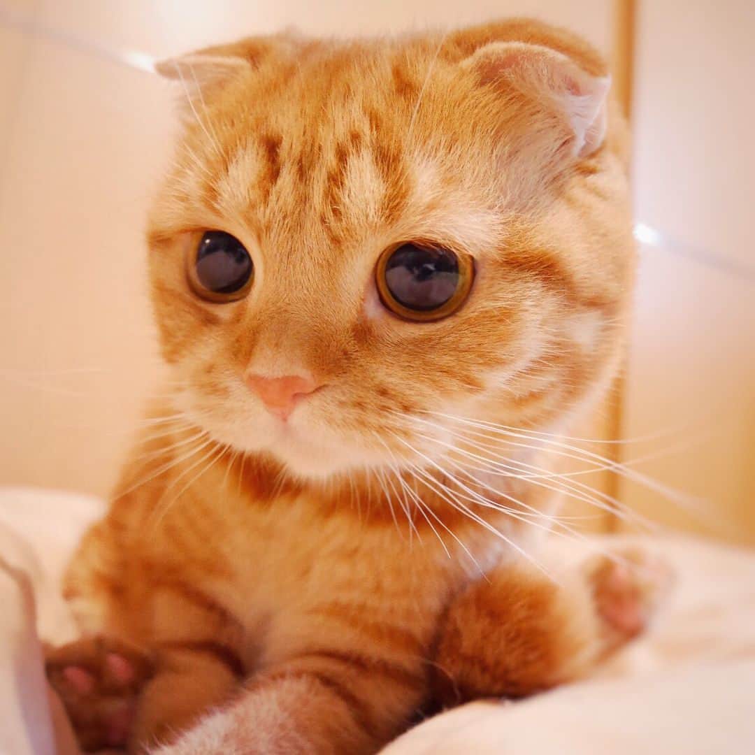 ashmiemuのインスタグラム：「Hi! We're fine, and you? . 寒いから風邪ひかないでね」