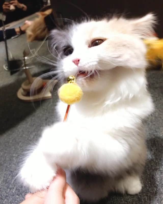 緒方咲のインスタグラム