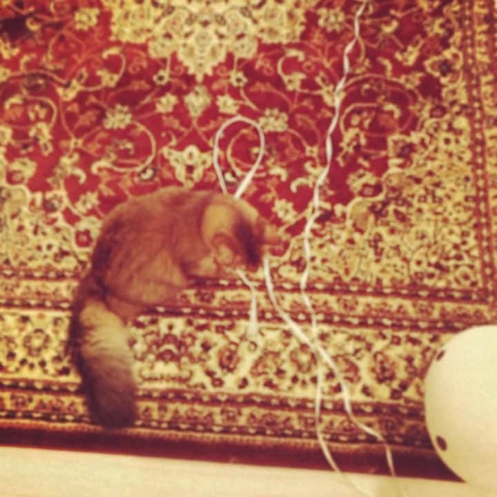 のインスタグラム：「2017.10.21 なにこれ😵 #ソマリ#ラグドール#ノルウェージャンフォレストキャット#tomocahome#ねこ#cats#family#Somali#ragdoll#NorwegianForestCat#cats#家族#love#happylife」