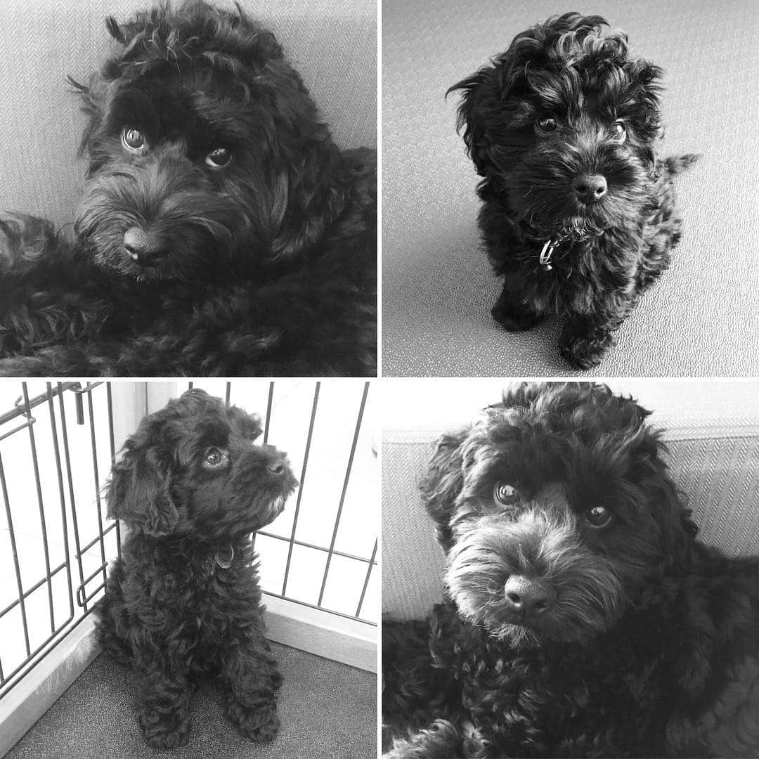 のインスタグラム：「Happy Birthday🐾OLIVER ↙︎初めてのご対面 ↗︎我が家のメンバーに ↘︎1歳のオリバー🎉 ↖︎2歳になりました🎂  これからもずーっと一緒だよ😘💕 #jojoの弟 #oliverlabradoodle #labradoodle #ラブラドゥードル #australianlabradoodle #オーストラリアンラブラドゥードル #blacklabradoodle #ブラックラブラドゥードル」