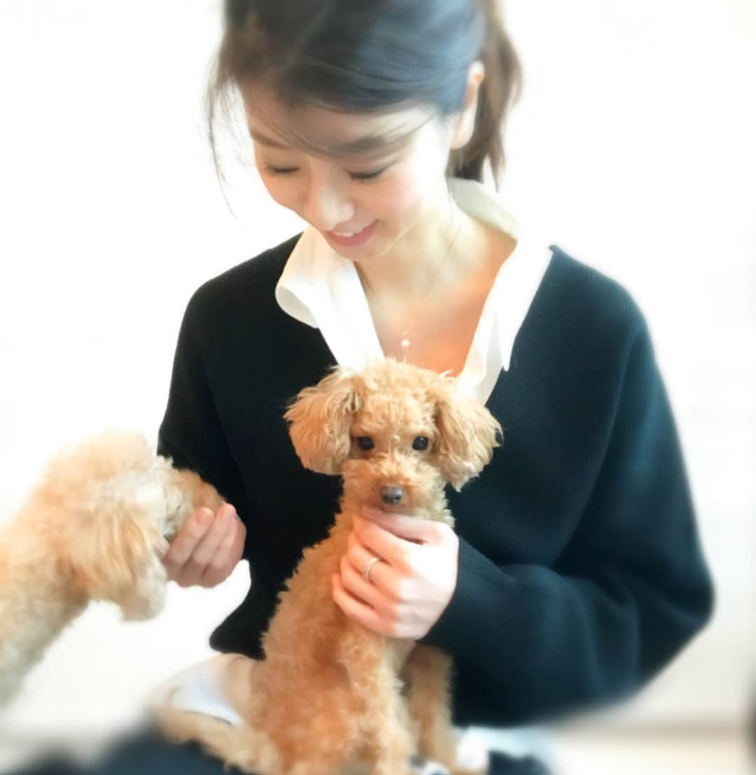 えれなさんのインスタグラム写真 - (えれなInstagram)「れもんが膝にのってきて、はなびが甘えてきたから💓💓 みんとも呼んで、また3匹をギューとするチャンスがきた‼️ と思ったら…  みんとは、テンション高すぎて無理だった🤣  #トイプードル #はなび#9歳#親子 #れもん#みんと#2歳#姉妹 #みんとテンション高すぎる #勢いよすぎて何かよくわからないw #れもんもビックリw #日常 #toypoodle#dogs#hanabi#8yearsold #lemon#mint#2yearsold#sister#family#love#🐩🐩🐩#💓💓💓#🐾」10月21日 10時10分 - elena1982312