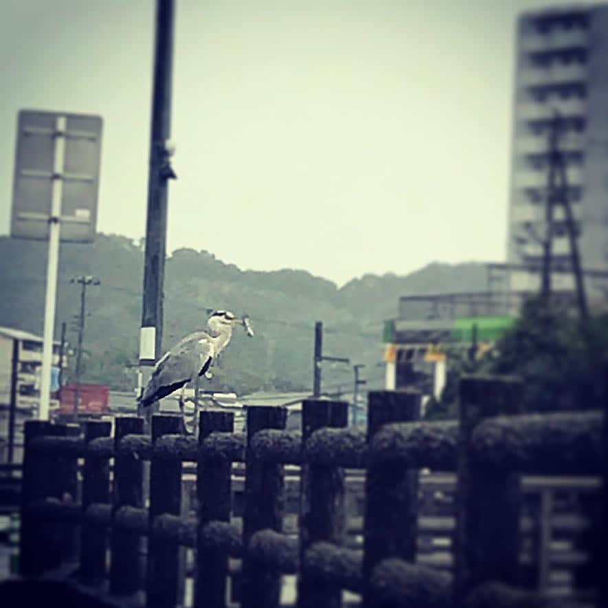 塩崎恭久のインスタグラム：「お食事中の鳥を見つけました #愛媛 #松山 #車窓 #鳥 #お食事中 #塩崎やすひさ #安心をかたちに」