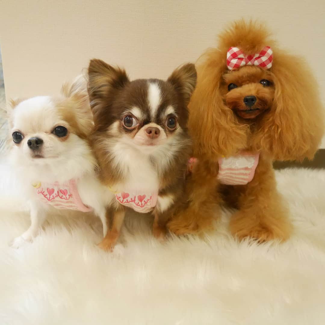tetoyanyanのインスタグラム