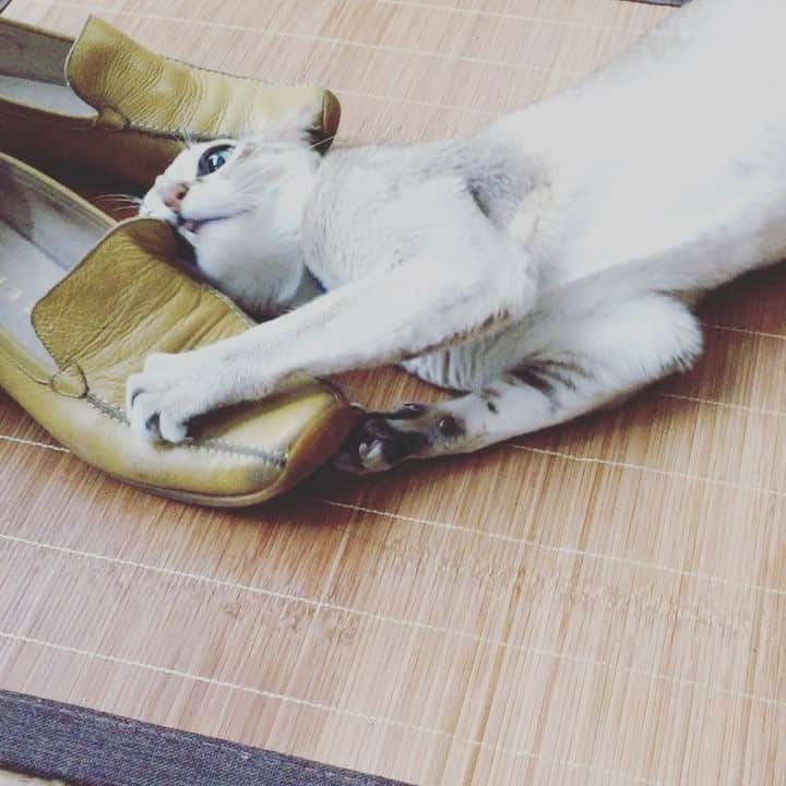 古谷恵のインスタグラム：「雨に濡れ乾かしている母の靴からなぜか離れぬねこ #cat#猫#singapuracat#シンガプーラ#大豆」