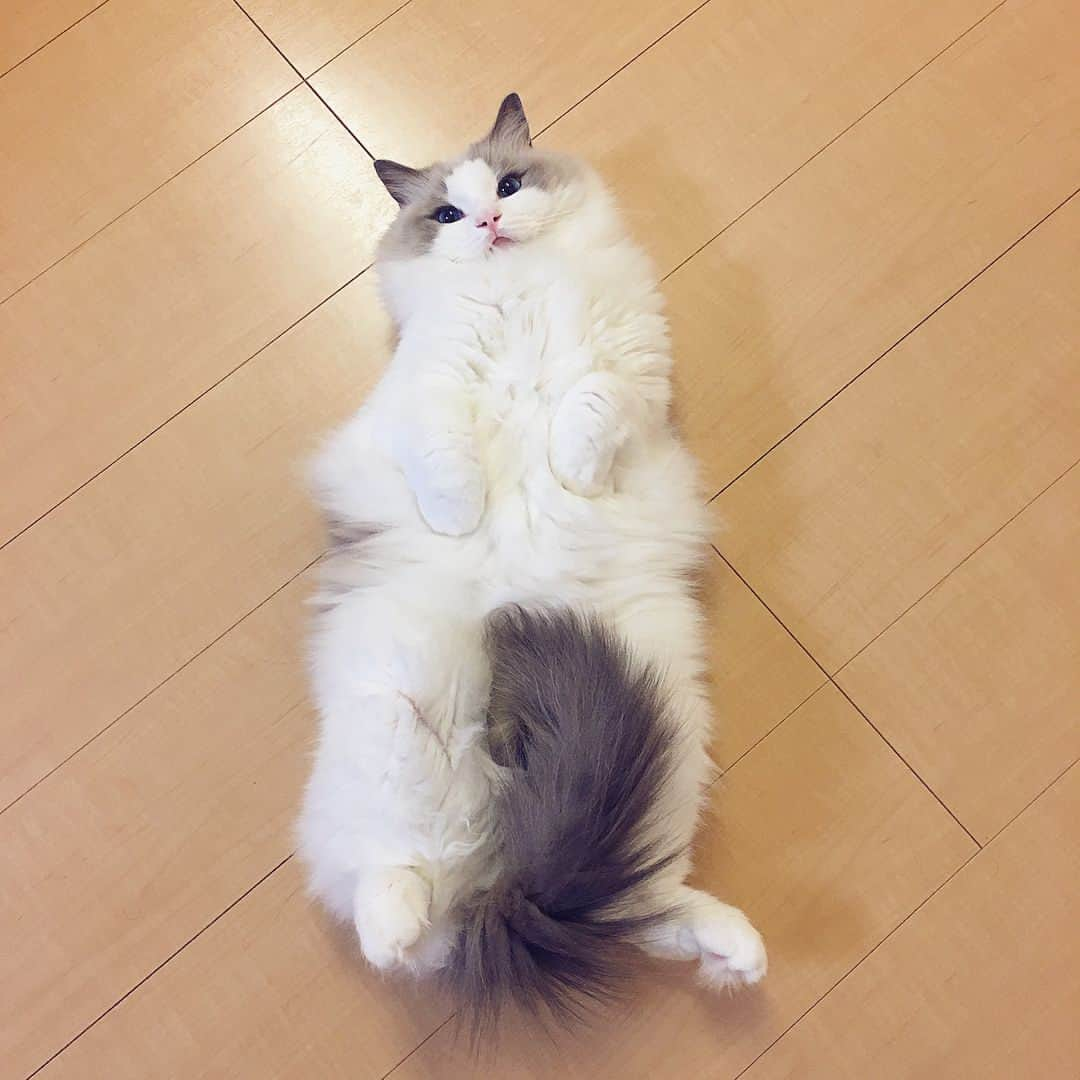 ポテトのインスタグラム：「一枚を決めきれない…😭💓 雪だぬき伝統芸能ヘソ天🤡 #ragdoll #ragdollcat #ragdollsofinstagram #instaragdoll #instacat #instagramcats #catsofinstagram #catlove #adorable #aww #pet #cat #neko #ラグドール #猫 #ネコ #ねこ #ねこ部」