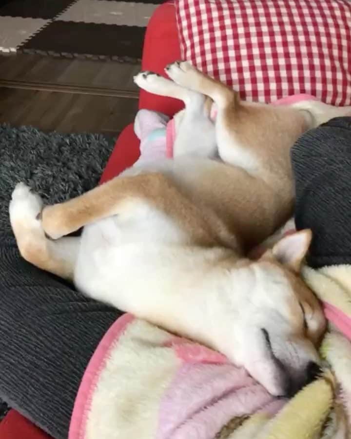高橋みゆきのインスタグラム：「可愛すぎるだろ〜🐶💕💕💕 #クラ吉 #常に可愛い #親バカ」