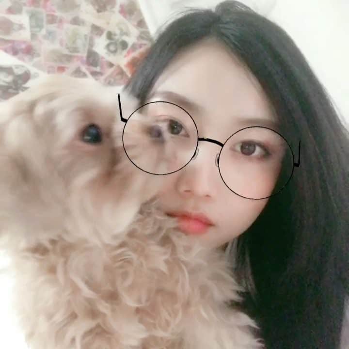 蔵歩実のインスタグラム：「今日はお仕事早く終わったからハクたんとまったり( ´∀｀)💕 めっちゃ舐められてるwww かまってちゃんすぎてやばいよw 可愛すぎる😍💕 癒しだー( ´∀｀)💕 #ハク#マルプー#癒し#甘えんぼ #japan #japanese #japanesegirl #일본 #일본인 #일본사람 #東京#tokyo#도쿄#モデル#model#모델」