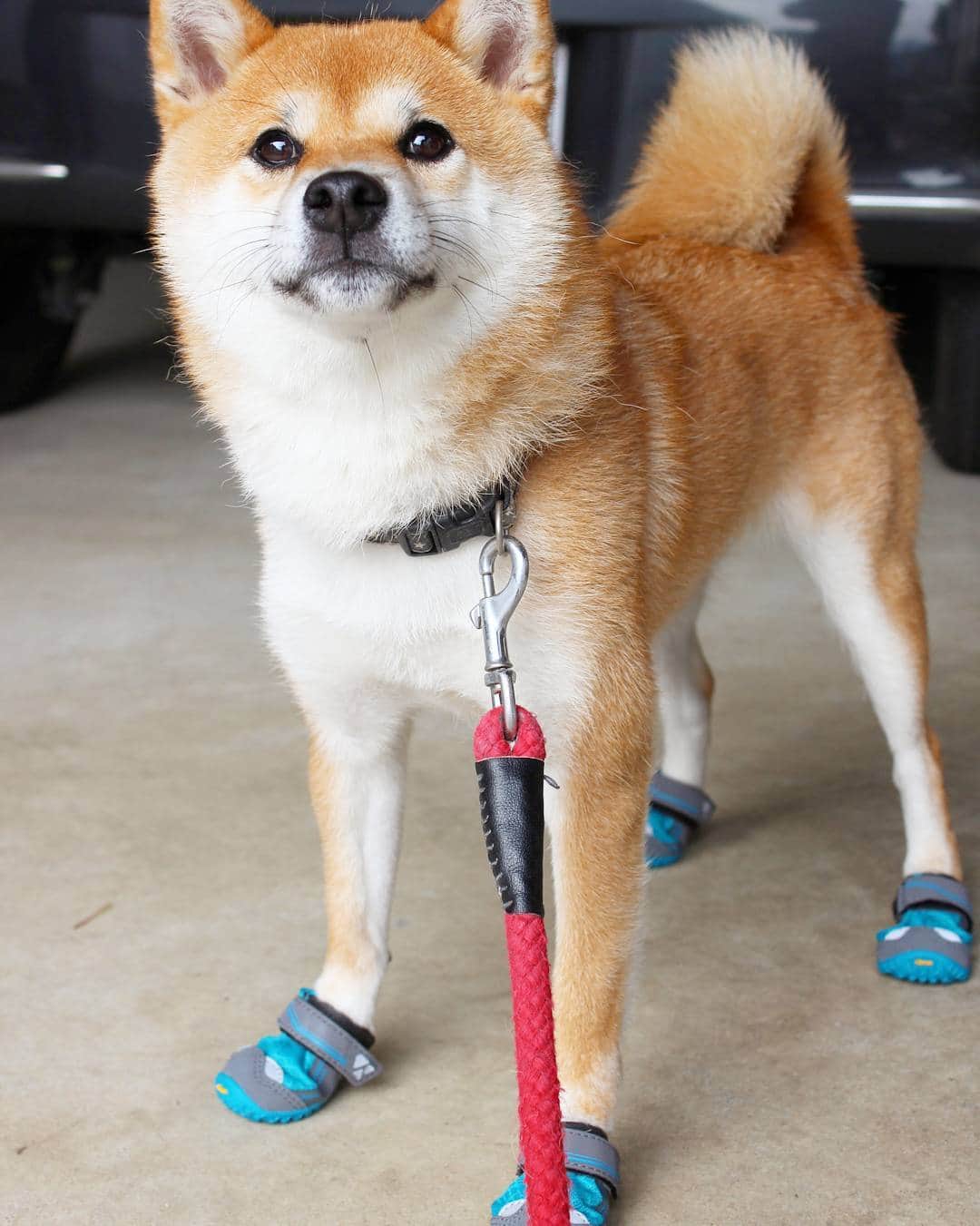 柴犬たま Shibainu Tamaさんのインスタグラム写真 - (柴犬たま Shibainu TamaInstagram)「／シャキーーーーーン＼ * 犬用シューズに挑戦です❗ 夏場の熱くなったアスファルトや冬場の冷たい雪、道路に落ちてるガラス片などからワンコの足を守る為の靴👟 動物番組で犬の肉球は分厚く出来ているので気付かないうちにアスファルトで火傷してる事もあるって聞いて気になってたんだよね〜󾭖 * Caption trans🇬🇧 Meekeh puts on shoes for dogs❗ Dog's paws are thick, so they are insensitive to pain, heat and cold. So I learned from animals program that a dog burns unexpectedly with hot asphalt󾭖 Dog shoes protect dog's paws from them👟 * #たま家族 #柴犬ミケ #いぬくつ部 #docdog #キメ顔 #仁王立ち #お察しの通りたママは履いてくれませんでした #柴犬 #shiba #shibainu #shibastagram #犬 #dog」10月24日 12時44分 - tama7653