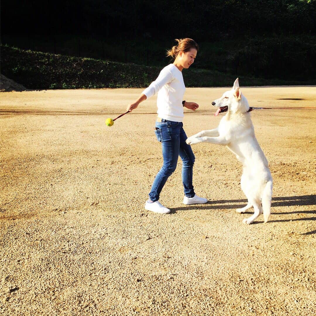 森田遥のインスタグラム：「ついこないだまであんな小さくて散歩怖かったのに。。。🖤 今も可愛いけど😍❤️ やっぱ大型犬大好き🐶🤘 #愛犬ゼロ #ホワイトシェパード」
