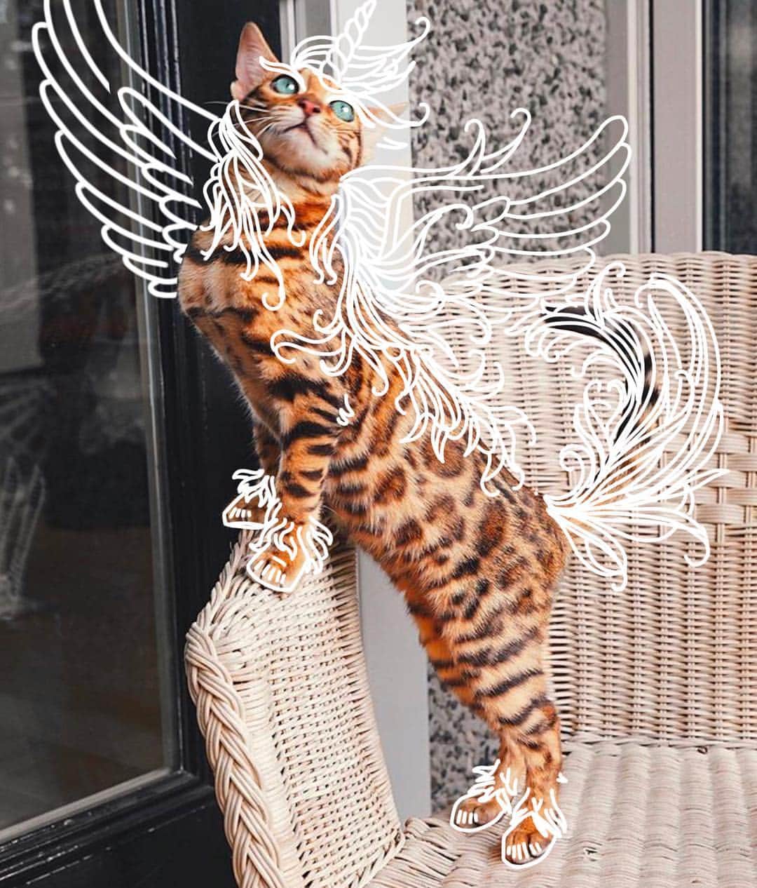 Bob And His Humanのインスタグラム：「We found a mighty Pegacorn Catus on our search for amazing #halloween creatures! Anyone else dressing up like @sukiicat ? 👹👻☠️🤖🎃👾」